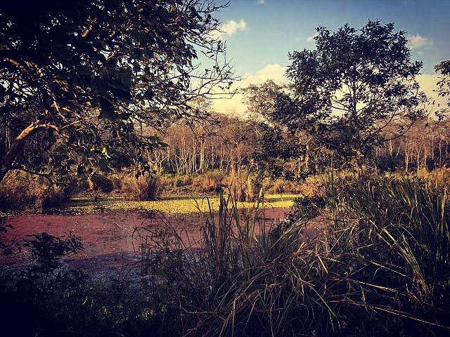 chitwan national park